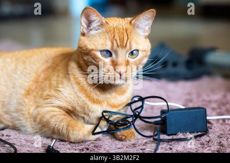 Eine flauschige Katze liegt bequem auf einem weichen Teppich direkt neben einem Ladegerät und genießt ihren gemütlichen Platz beim Entspannen Stockfoto
