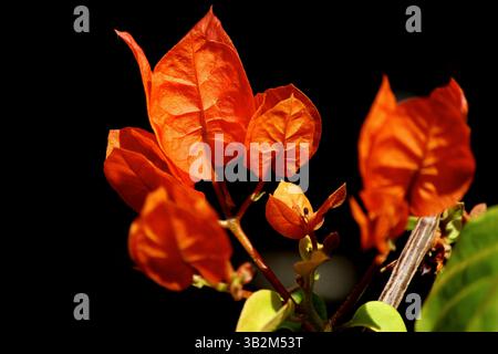 Bougainvillea orange isoliert auf Schwarz Stockfoto