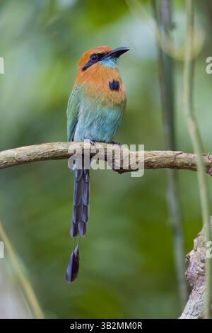 Breitgefächertes Motmot in Costa Rica Stockfoto