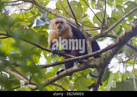 Weißgesichtiger Kapuzineraffe in Costa Rica Stockfoto
