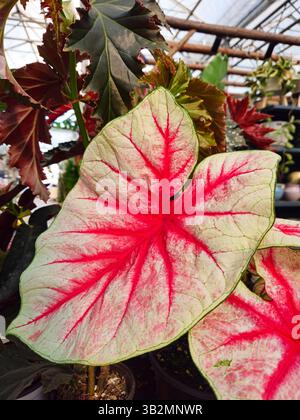 Nahaufnahme des lebendigen Caladium Leaf mit roten Adern in Gewächshausumgebung Stockfoto