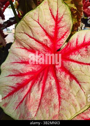Nahaufnahme des lebendigen Caladium Leaf mit roten Adern in Gewächshausumgebung Stockfoto