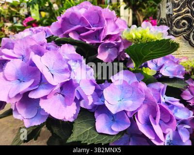 Leuchtend violette Hortensien blühen in einem üppigen Garten und fangen die Schönheit des Frühlings unter sanftem Sonnenlicht ein Stockfoto