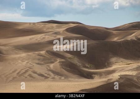 Goldene Sanddünen erstrecken sich über den Horizont, vom Wind geformt. Die Landschaft weist glatte Kurven auf, durch die Vegetation hindurchblickt. A Stockfoto