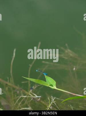 Kleine blaue Libelle, die auf dem Gras am Ufer des Sees thront Stockfoto