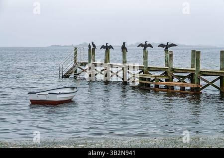 Kormorane ruhen auf einem hölzernen Pier, während ein kleines Boot in der Nähe schwimmt, an einem bewölkten Tag vor einer ruhigen Bucht. Stockfoto