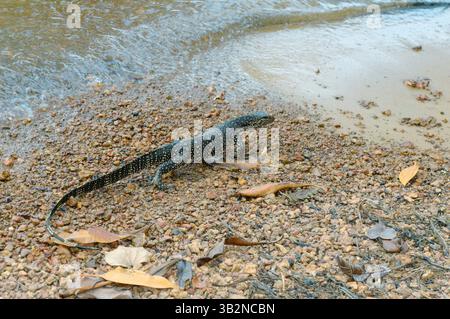 3. März 2015 - Wassermonitor, Water varan, gemeinsamer Wassermonitor (Varanus salvator) es geht entlang des Wassers, Hikkaduwa Lagune Fluss, Hikkaduwa, Sri Lanka, Südasien (Bild: © Andrey Nekrasov/ZUMA Wire/ZUMAPRESS.com) Stockfoto