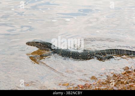 3. März 2015 – Wassermonitor oder gemeinsamer Wassermonitor (Varanus salvator) es tritt in das Wasser ein, Hikkaduwa Lagunenfluss, Hikkaduwa, Sri Lanka, Südasien (Bild: © Andrey Nekrasov/ZUMA Wire/ZUMAPRESS.com) Stockfoto