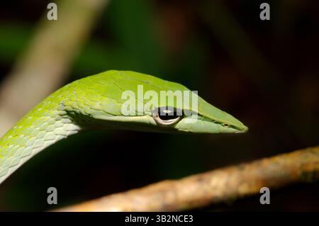 3. März 2015 – Langnasen-Baumschlange, grüne Weinschlange, Langnasen-Peitschenschlange oder Asiatische Weinschlange (Ahaetulla nasuta) Sinharaja Forest Reserve, Nationalpark, Sinharaja, Sri Lanka, Südasien. (Foto: © Andrey Nekrasov/ZUMA Wire/ZUMAPRESS.com) Stockfoto