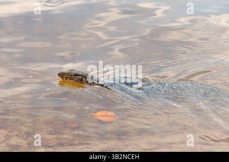 März 2015 - Wassermonitor, Water varan oder gemeinsamer Wassermonitor (Varanus salvator) schwimmend auf dem Wasser, Hikkaduwa Lagune Fluss, Hikkaduwa, Sri Lanka, Südasien (Bild: © Andrey Nekrasov/ZUMA Wire/ZUMAPRESS.com) Stockfoto