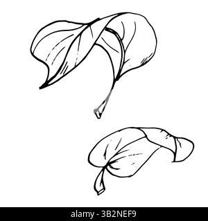 Blätter unterschiedlicher Formen, Skizze mit schwarzer und weißer Tinte. Vektor-Illustration Botanische Illustration von Blättern von Bäumen und Blumen isoliert auf einem weiß Stock Vektor