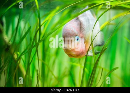 Buntes Blumenhorn Cichliden schwimmen im bepflanzten Aquarium Stockfoto