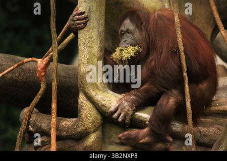 24. Februar 2016 - Chicago, IL, USA - Maggie, eine 54-jährige Orang-Utan, die mehrere Babys, deren Mütter sich nicht um sie kümmern würden, als Leihmutter gespielt hat, läuft mit einem Mund voller Vegetation in ihrem Gehege Donnerstag, 25. Februar 2016 im Brookfield Zoo in Brookfield, Illinois (Credit Image: © Anthony Souffle/TNS Via ZUMA Wire) Stockfoto