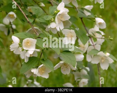 Philadelphus Zweige mit weißen Blüten, Blättern und Knospen im Sommergarten. Die Mock-orange blühende Pflanze. Schöne Blüten mit Orangenblüten und Stockfoto