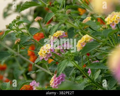 Lantana Camara Zweige mit rosa und gelben Blütenköpfen, Blättern und Knospen im Sommergarten. Strauchkraut blühende Pflanze. Wunderschöne Blüten mit Stockfoto