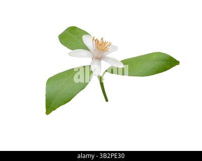 Weiße Blüte des Zitronenbaums mit gelben Staubblättern und Blättern auf weißem Hintergrund. Zitrusblühende Pflanze. Schöne Blüte mit süßem Duft. Stockfoto
