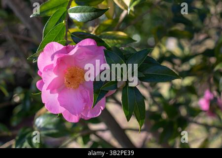 Camellia japonica blühende Zierpflanze, immergrün. Schöne blassrosa halb-doppelt offene Blüte mit gelben Staubblättern. Kamelienblume und Knospen weiter Stockfoto