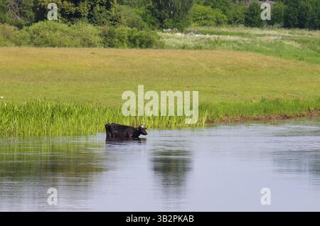 Eine schwarze Kuh mit einem weißen Fleck auf der Stirn steht während der Sommersaison im Flusswasser neben einem grasbewachsenen Ufer Stockfoto