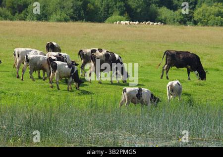 Eine kleine ländliche Kuhherde weidet am grünen Ufer eines Flusses und im Hintergrund eine Schafherde in einem verschwommenen Hintergrund Stockfoto