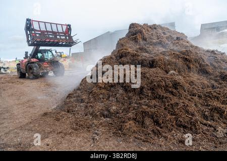 Eine Kompostmischung mit einem Lader auf einem Bauernhof, der sich zur Herstellung von torffreiem Kompost diversifiziert hat. Cumbria, Großbritannien. Stockfoto