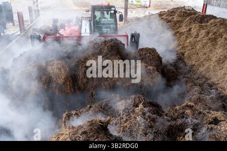 Eine Kompostmischung mit einem Lader auf einem Bauernhof, der sich zur Herstellung von torffreiem Kompost diversifiziert hat. Cumbria, Großbritannien. Stockfoto