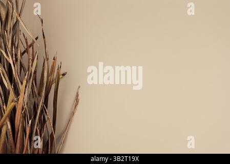 Palme Kokosnusspflanze trockene Blätter flach gelegt brauner Hintergrund Kopierraum Stockfoto
