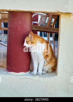 Ingwerkatze sitzt in einer Ecke eines Hauses auf Malta Stockfoto