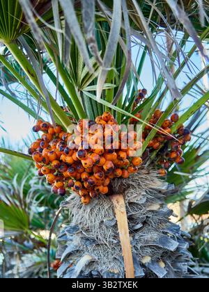 Chamaerops humilis, auch europäische Fächerpalme oder mediterrane Zwergpalme mit Orangenfrüchten genannt. Stockfoto