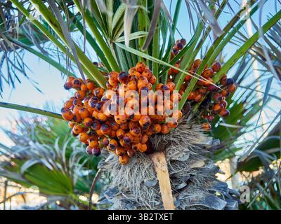 Chamaerops humilis, auch europäische Fächerpalme oder mediterrane Zwergpalme mit Orangenfrüchten genannt. Stockfoto