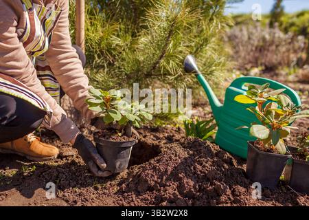 Gärtner pflanzt Rhododendronstrauch in den Boden im Frühlingsgarten. Frau, die einen Behälter mit immergrüner Pflanze hält und Handschuhe trägt Stockfoto