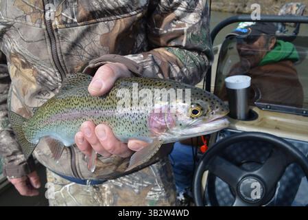 Februar 2016 - Branson, MO, USA - gesunde Regenbogenforellen sind der Fang des Tages am Taneycomo-See. Die Fischerei war nach einer Überschwemmung Ende Dezember gut. (Bild: © Brent Frazee/TNS via ZUMA Wire) Stockfoto