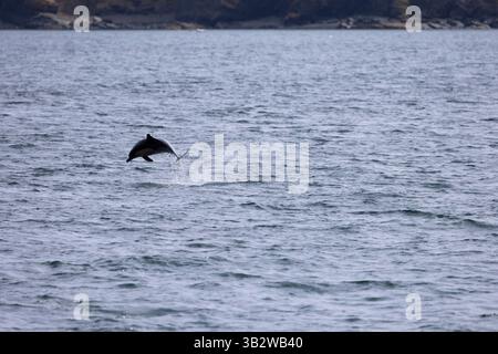 Delfin Delphinus delphis, Erwachsene Sprünge, Falmouth Bay, Cornwall, Vereinigtes Königreich, Juli Stockfoto