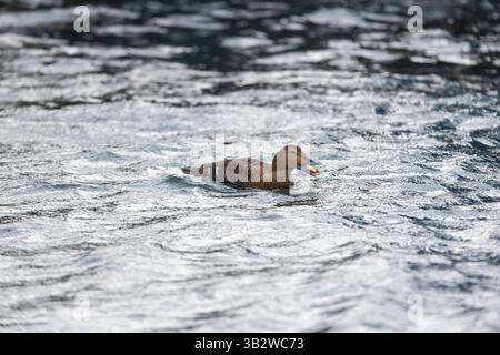 Somateria mollissima, erwachsenes Weibchen, das eine Krabbe ernährt, Burghead, Moray, Schottland, Vereinigtes Königreich, Oktober Stockfoto