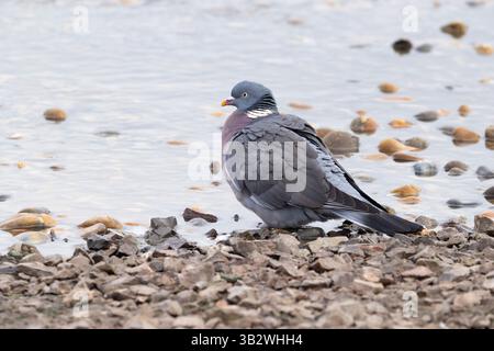 Gemeine Holztaube Columba palumbus, Erwachsener am Pool, Slimbridge, Gloucestershire, Vereinigtes Königreich, November Stockfoto