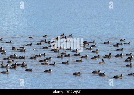 Eurasian coot Fulica atra, Herde schwimmt zusammen, Chew Valley Lake, Somerset, Vereinigtes Königreich, November Stockfoto
