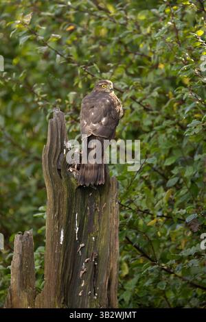Eurasian sparrowhawk Accipiter nisus, Weibchen auf Posten, Berwick Bassett, Wiltshire, Großbritannien, Oktober Stockfoto