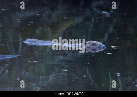 European Beaver Castor Fiber, Schwimmen für Erwachsene, Woodland Valley Farm, Cornwall, Vereinigtes Königreich, Juli Stockfoto