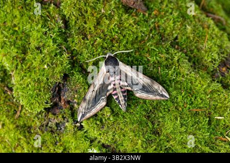Privet Hawkmoth Sphinx ligustri, Imago auf Moosbaum, Penmorvah Hotel, Cornwall, Großbritannien, Juli Stockfoto