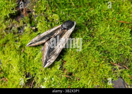 Privet Hawkmoth Sphinx ligustri, Imago auf Moosbaum, Penmorvah Hotel, Cornwall, Großbritannien, Juli Stockfoto