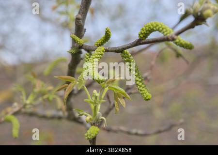 Ein Zweig blühender Walnussbaum. Männliche Blütenstände sehen aus wie Würmer in Aktion. Stockfoto