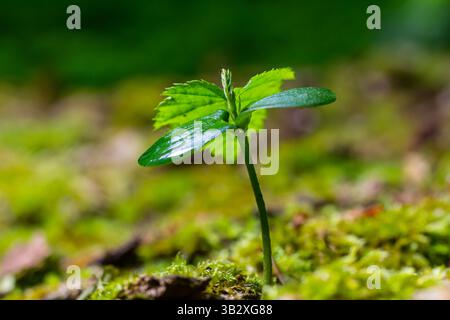 In der Wildnis im Wald gekeimte Rosenkohl-Carpinus-betulus-Sprossen aus Samen. Stockfoto
