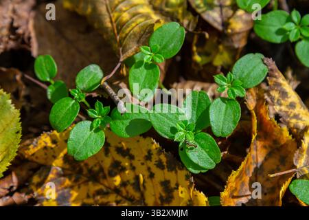 In der Wildnis im Wald gekeimte Rosenkohl-Carpinus-betulus-Sprossen aus Samen. Stockfoto