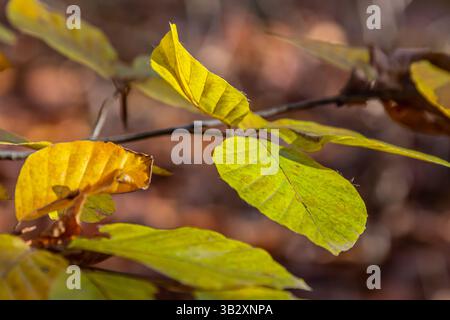 Herbstfarbene Buchenblätter auf grauem Hintergrund in einem Wald. Herbst Natur. Stockfoto