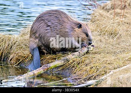 Ein wilder kanadischer Biber „Castor canadensis“, der sich im Frühjahr in Alberta von der Rinde eines Espenbaums am Rande eines kleinen Sees ernährt Stockfoto