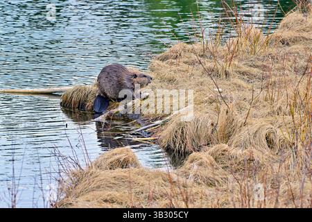 Ein Wildbiber „Castor canadensis“, der auf dem gelben Sumpfgras klettert, um sich von einem Baumzweig am Rande eines kleinen Sees im ländlichen Alberta Kanada zu ernähren Stockfoto