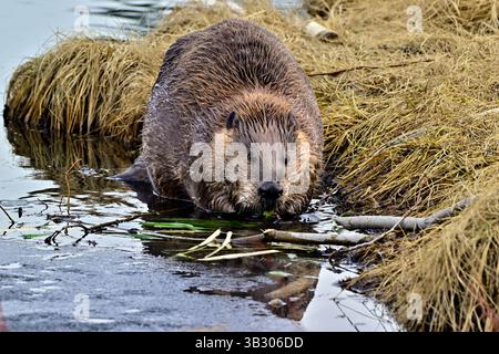 Ein ausgewachsener kanadischer Biber „Castor canadensis“, der im Frühjahr im ländlichen Alberta Cana am Rande eines kleinen Sees Vegetation genießt Stockfoto