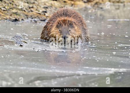Ein ausgewachsener kanadischer Biber „Castor canadensis“, der im Frühjahr im ländlichen Alberta Cana am Rande eines kleinen Sees Vegetation genießt Stockfoto