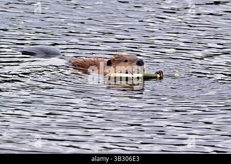 Ein wilder kanadischer Biber „Castor canadensis“, der sich im Frühjahr in Alberta Kanada von der Rinde eines grünen Aspenbaums ernährt Stockfoto
