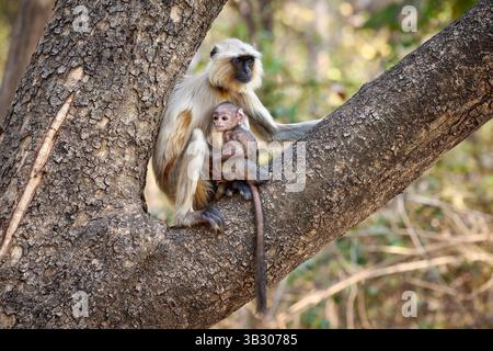 Graue Sprache der nördlichen Ebenen (Semnopithecus entellus), auch bekannt als heilige Sprache, Bengal heilige Sprache und Hanuman langur, Mutter mit Baby Stockfoto