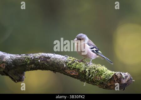 Weibliche gemeinsame Buchfink auf Ast Stockfoto